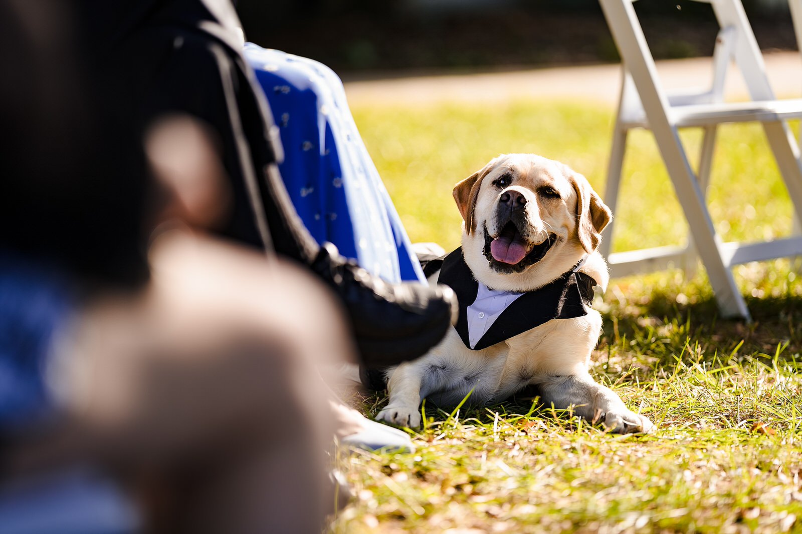 Ring bearer dog chills during wedding ceremony
