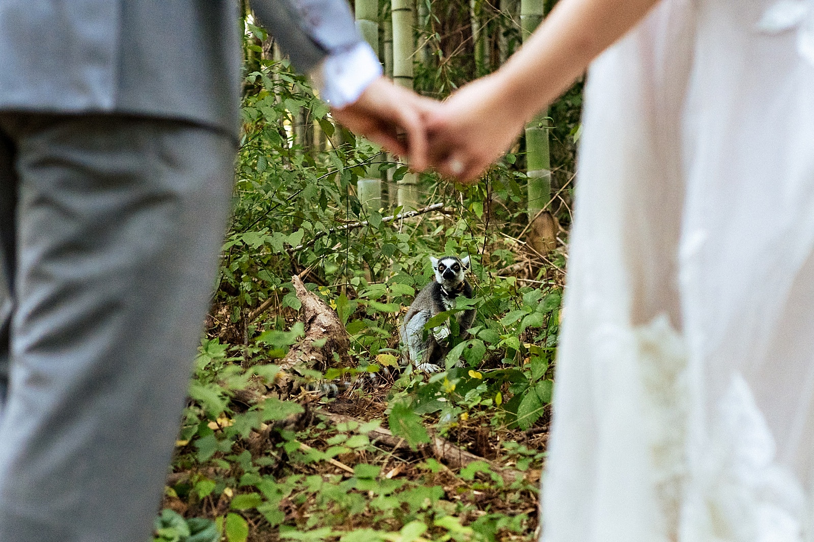 Duke Lemur Center wedding - one of the most unique wedding ideas!