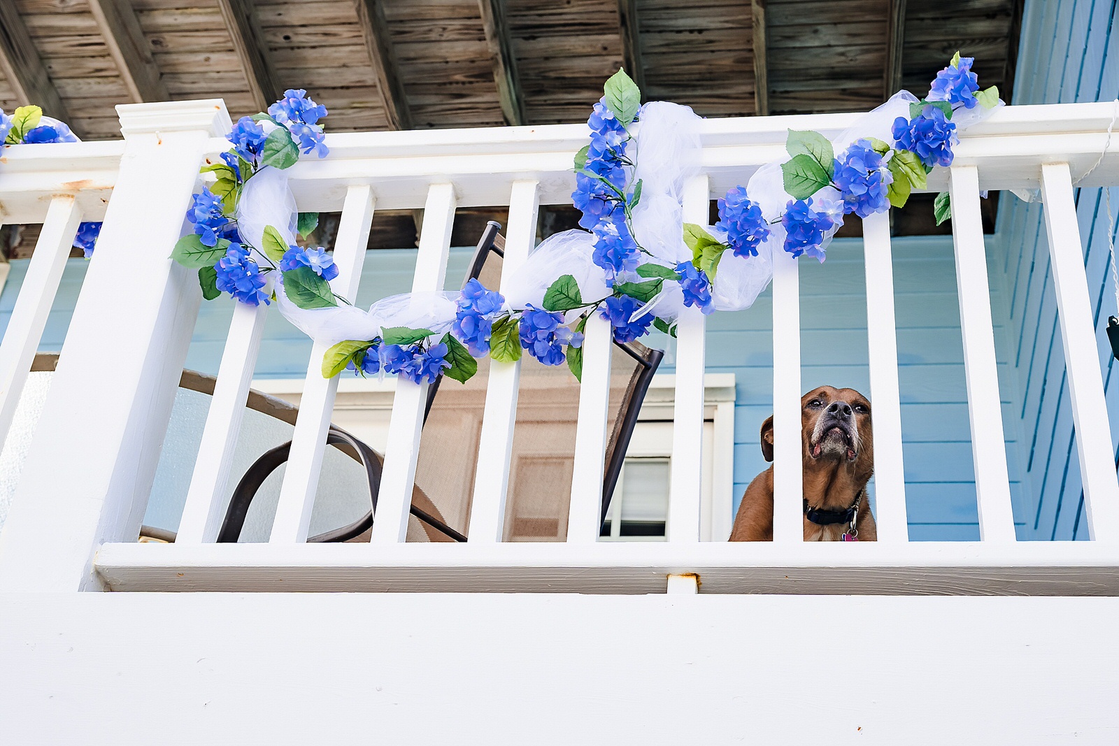 dog looks out from balcony at a casual wedding reception