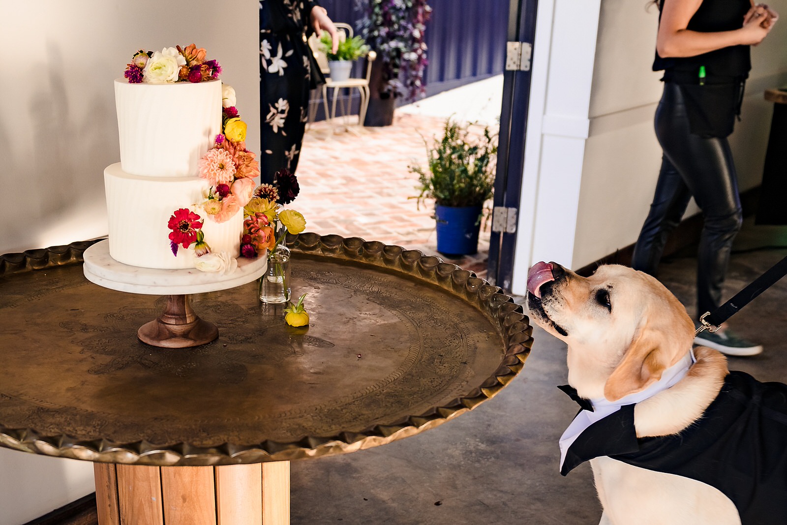 Dog ring bearer looks longingly at the cake
