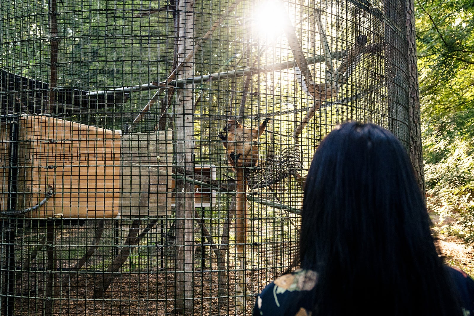 a wedding guest looks on as a lemur climbs in her cage at this lemur center wedding