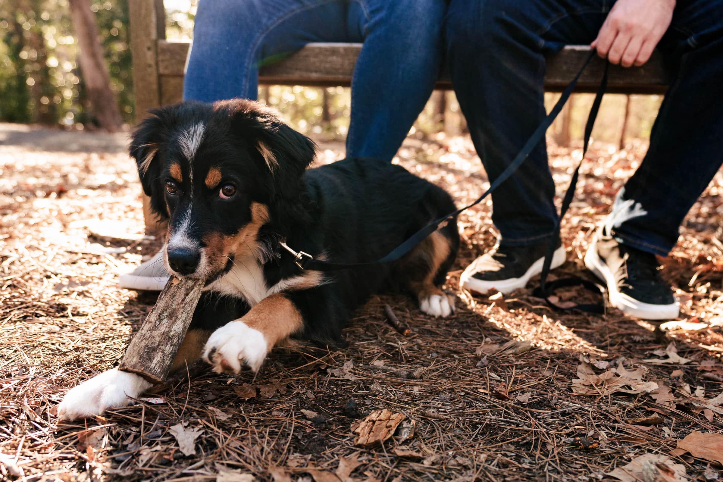 Yes, you should ABSOLUTELY bring your dog to your engagement session! | photos by Kivus & Camera