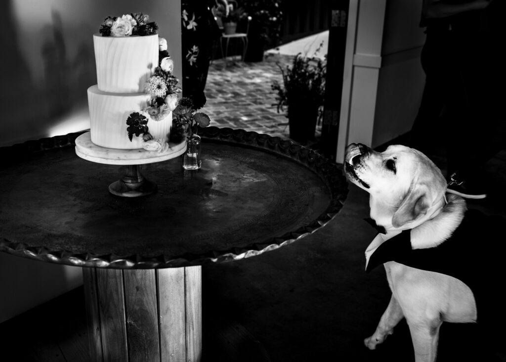 a dog in a tuxedo costume licks his lips as he looks at a wedding cake | photo by Kivus & Camera