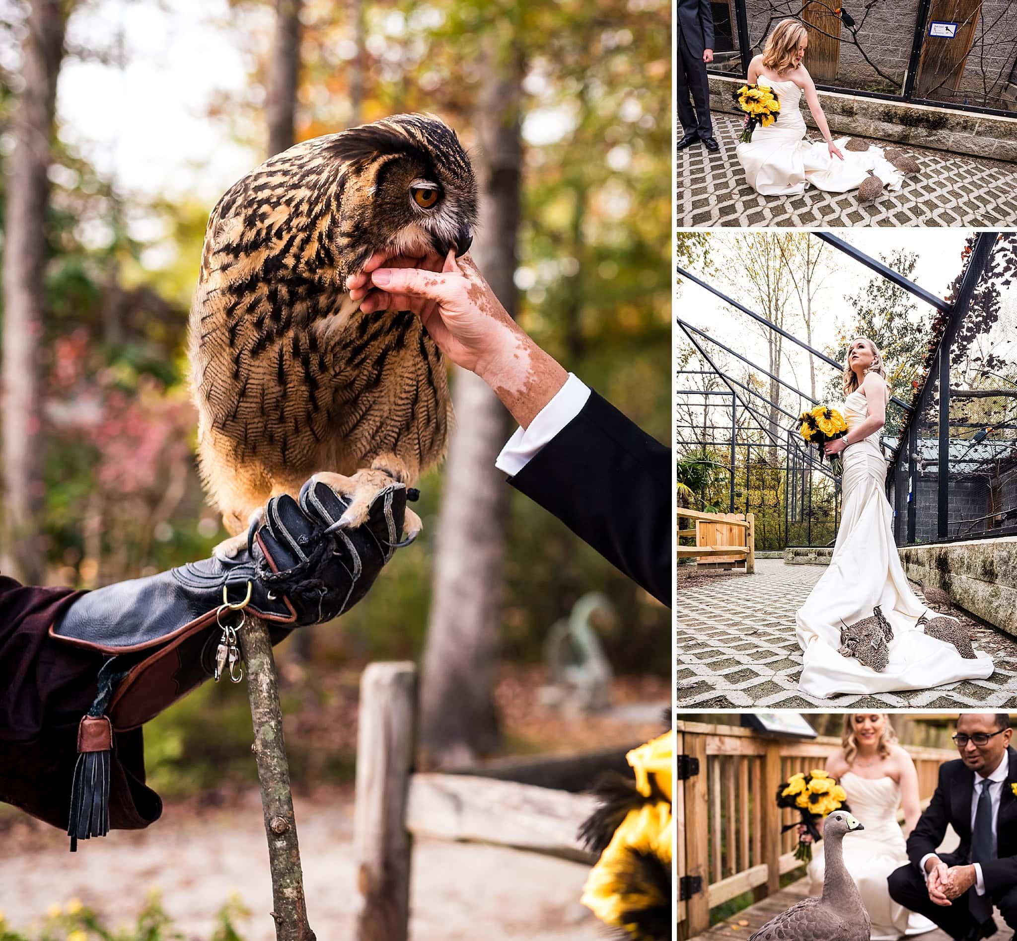 Sylvan Heights Bird Park
