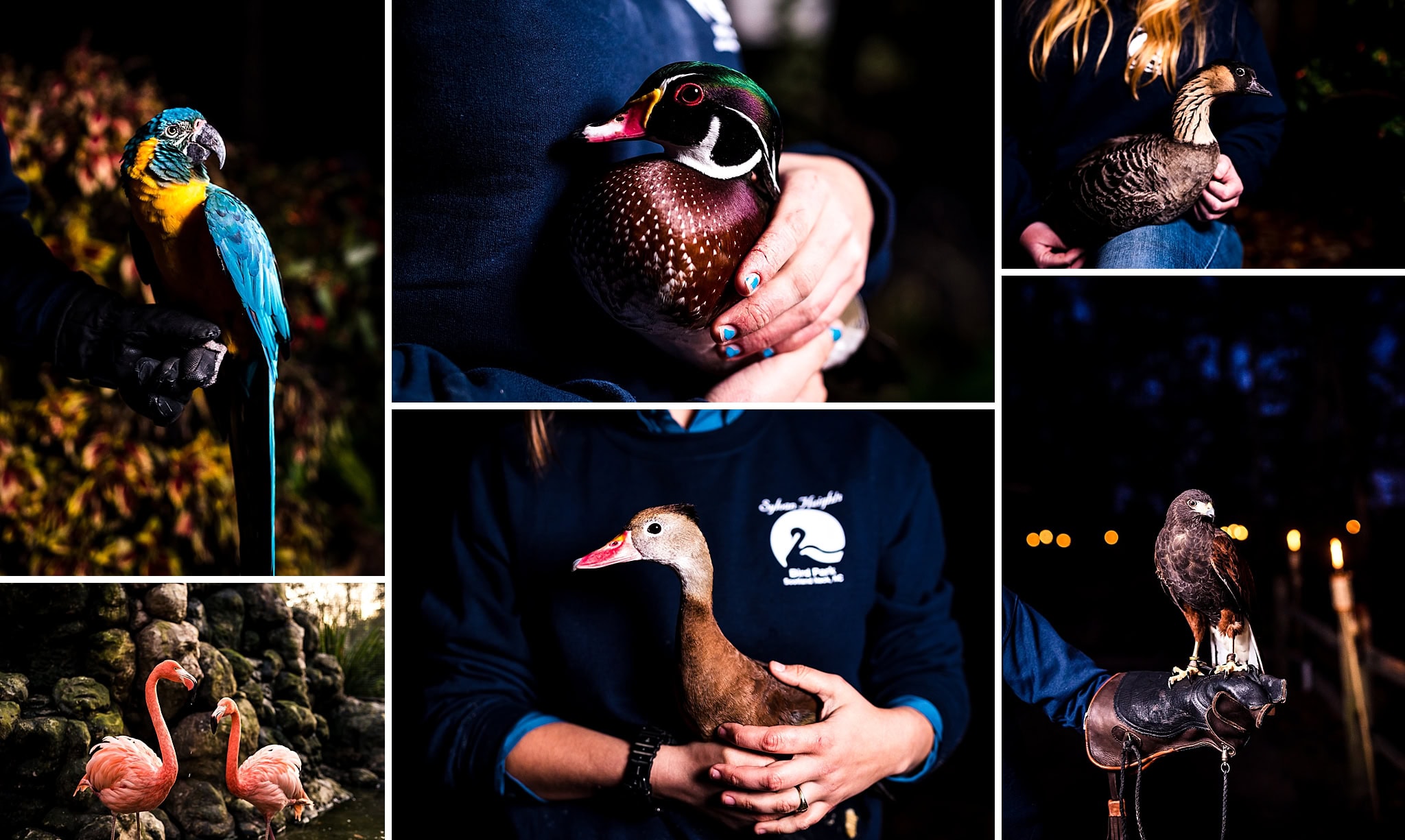 Sylvan Heights Bird Park
