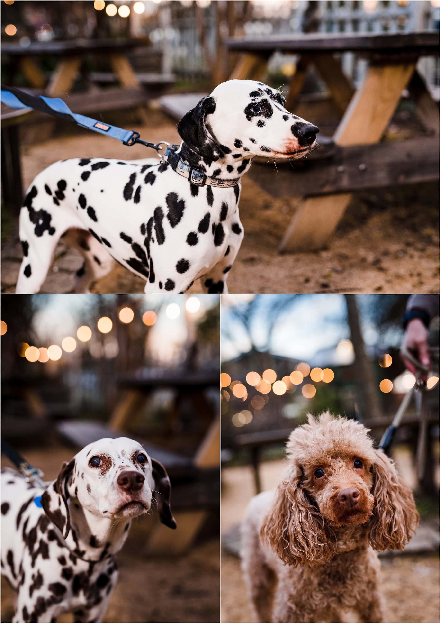 Cute Dogs!!!