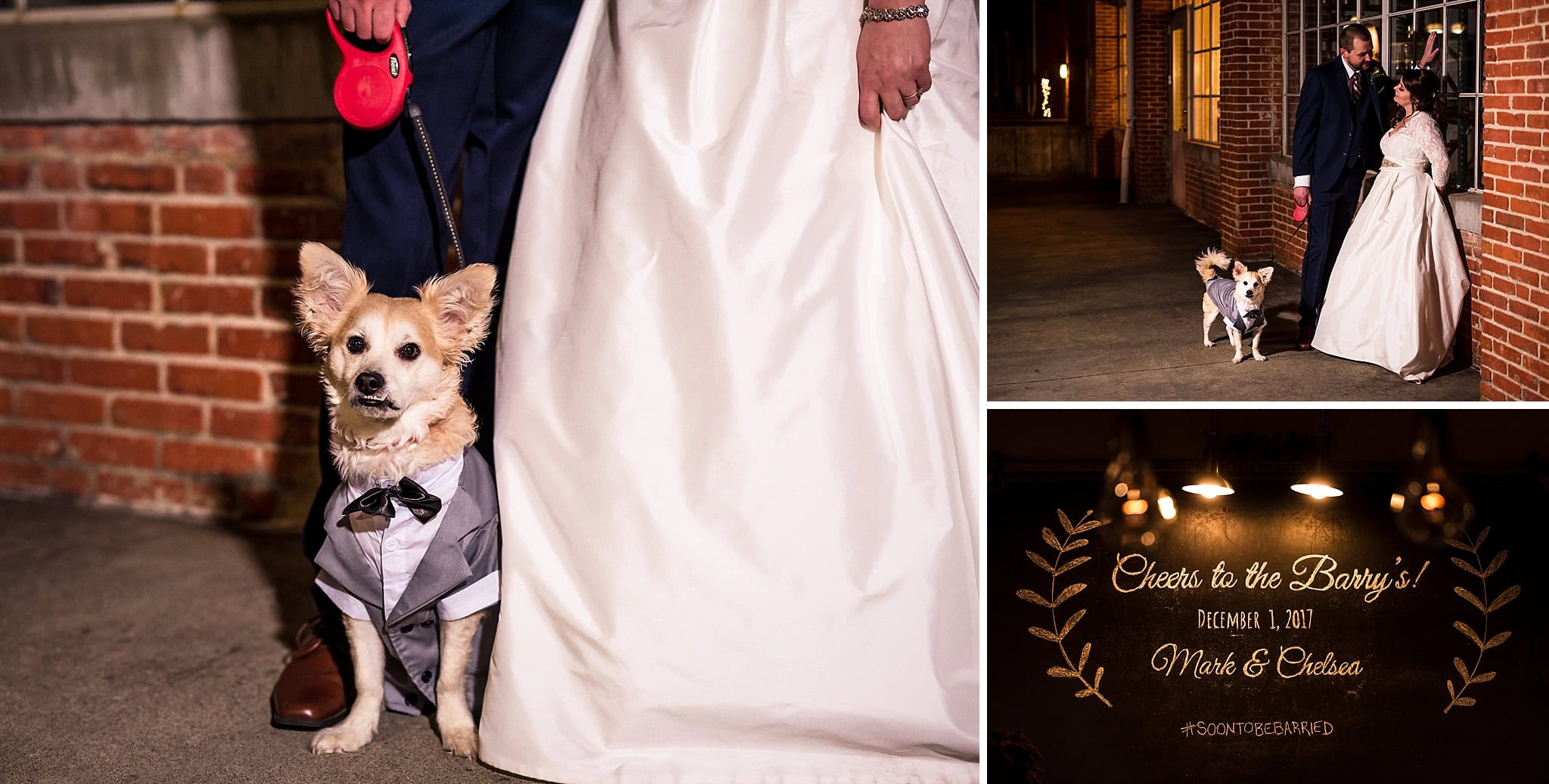 dog ring bearer