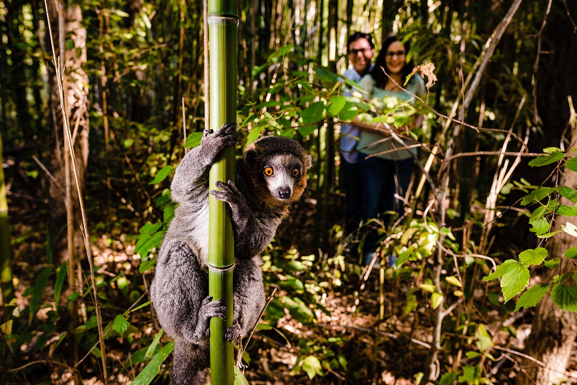 Duke engagement photos, Duke Lemur Center, Duke Lemur Center Engagement, Duke Lemur Center Wedding, Durham engagement photographer, Durham Wedding photographer, Engagement photos lemurs, Fun engagement photos, kivusandcamera.com, Unique Engagement Photos
