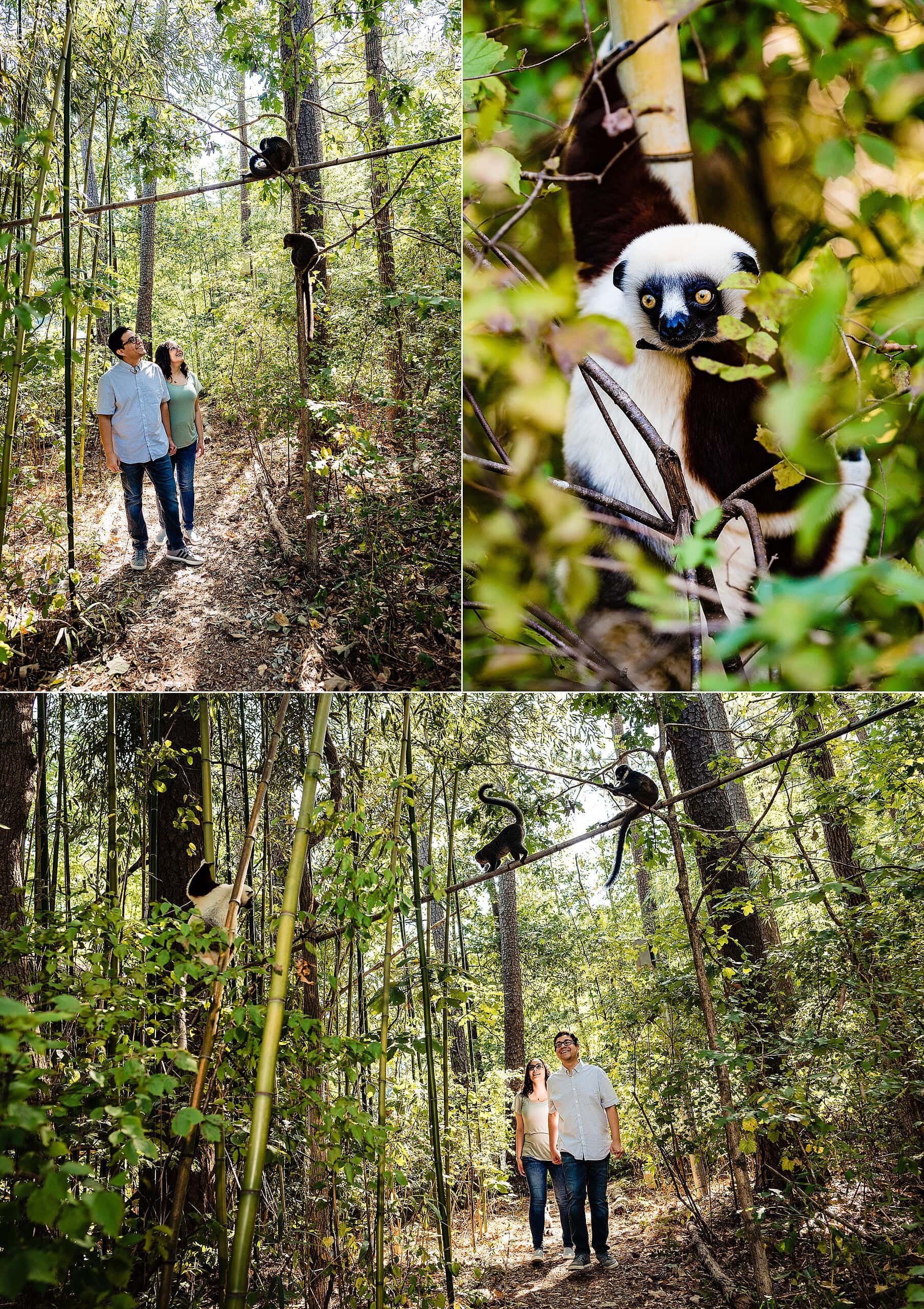 Duke engagement photos, Duke Lemur Center, Duke Lemur Center Engagement, Duke Lemur Center Wedding, Durham engagement photographer, Durham Wedding photographer, Engagement photos lemurs, Fun engagement photos, kivusandcamera.com, Unique Engagement Photos