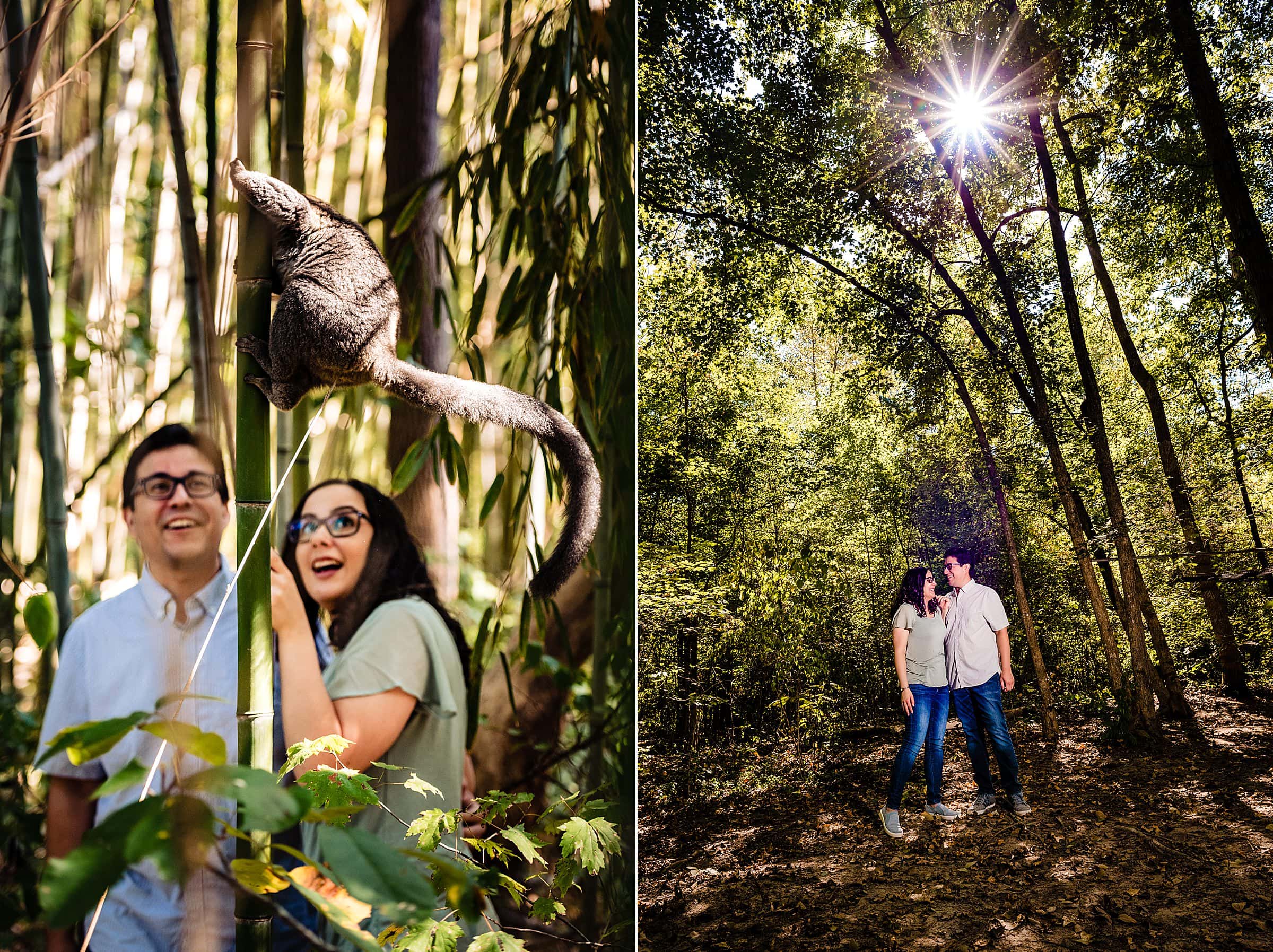 Duke engagement photos, Duke Lemur Center, Duke Lemur Center Engagement, Duke Lemur Center Wedding, Durham engagement photographer, Durham Wedding photographer, Engagement photos lemurs, Fun engagement photos, kivusandcamera.com, Unique Engagement Photos