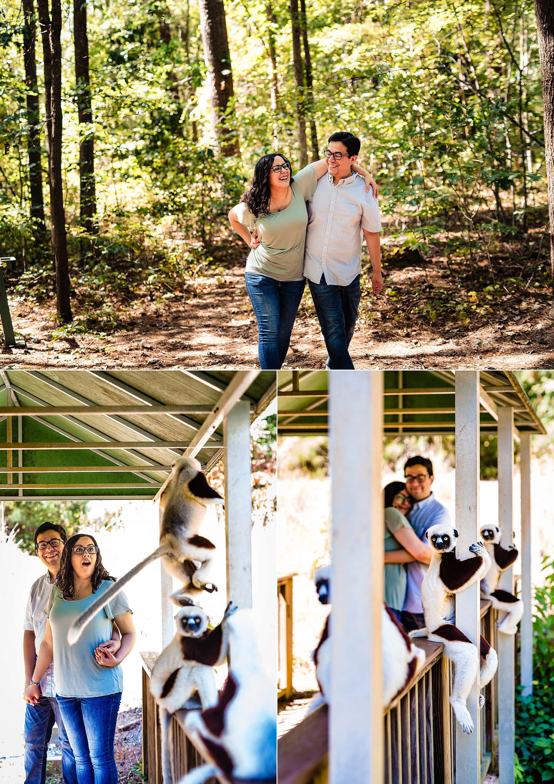 Duke engagement photos, Duke Lemur Center, Duke Lemur Center Engagement, Duke Lemur Center Wedding, Durham engagement photographer, Durham Wedding photographer, Engagement photos lemurs, Fun engagement photos, kivusandcamera.com, Unique Engagement Photos