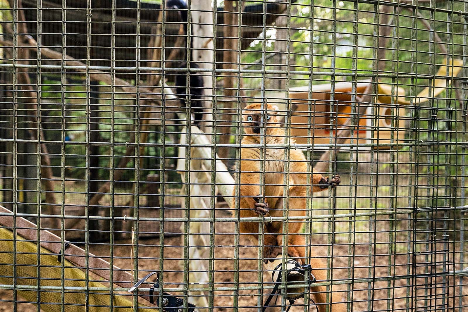 lemurs at a duke lemur center wedding