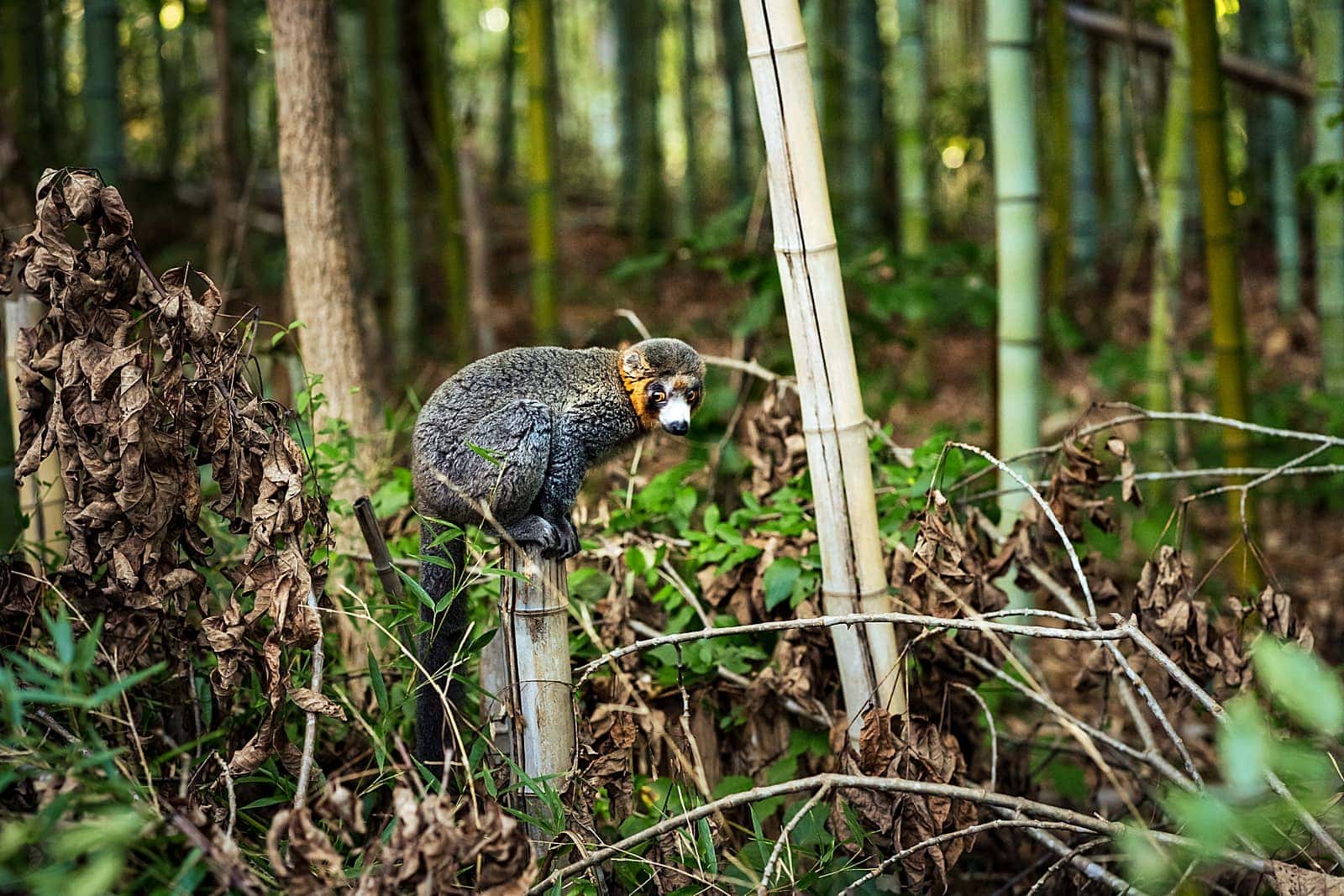 Nacho poses for the camera at the Duke Lemur Center