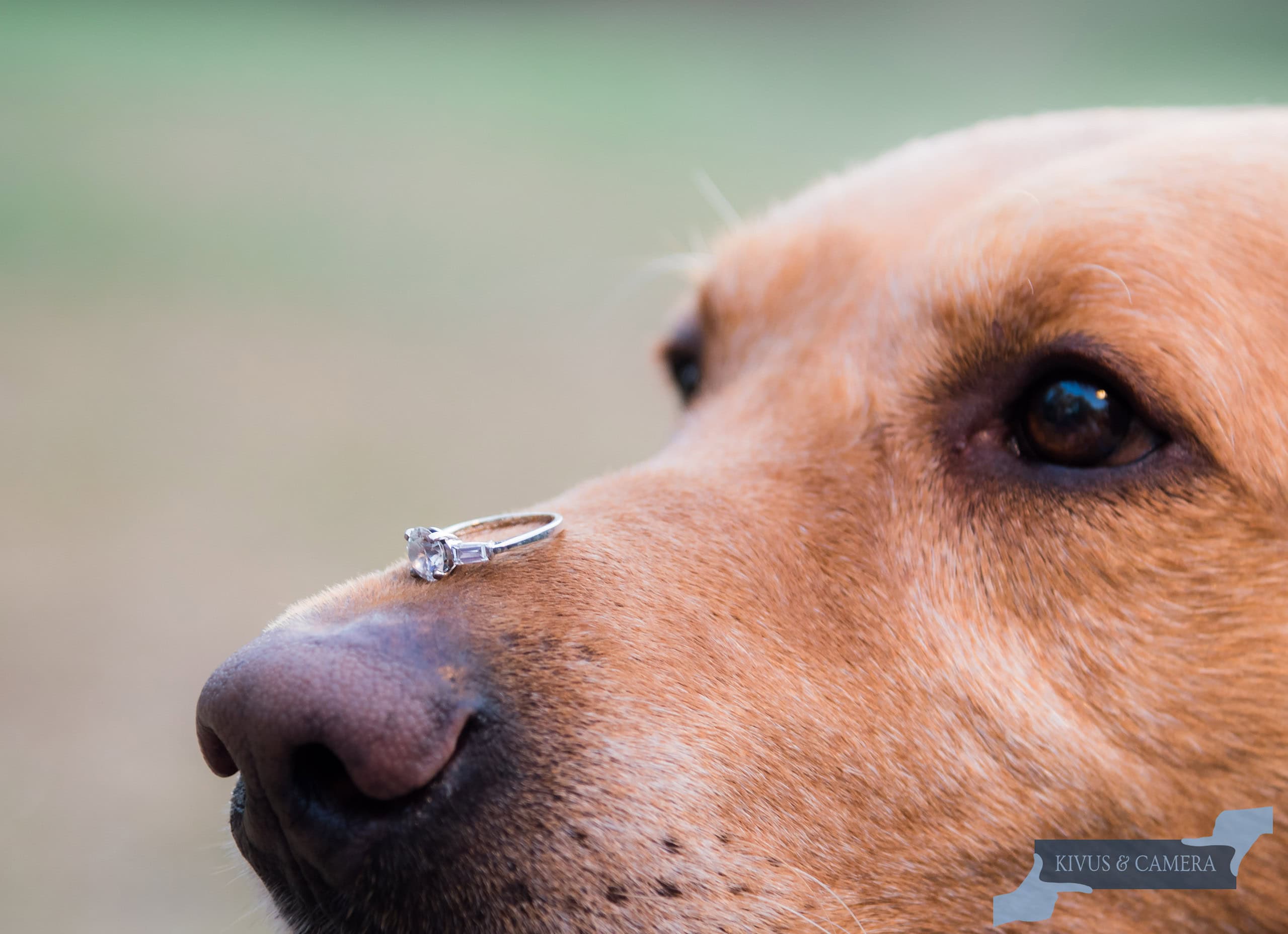 Yellow Lab with Engagement ring on nose