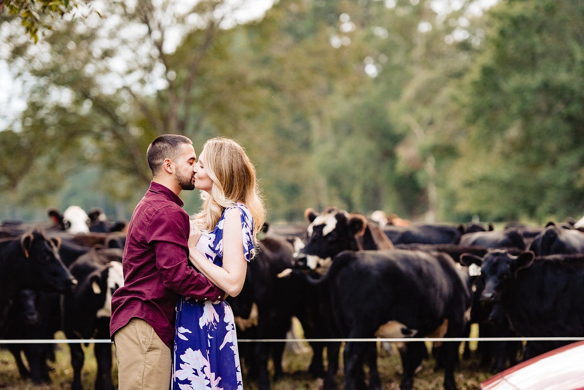 Cows crash engagement session