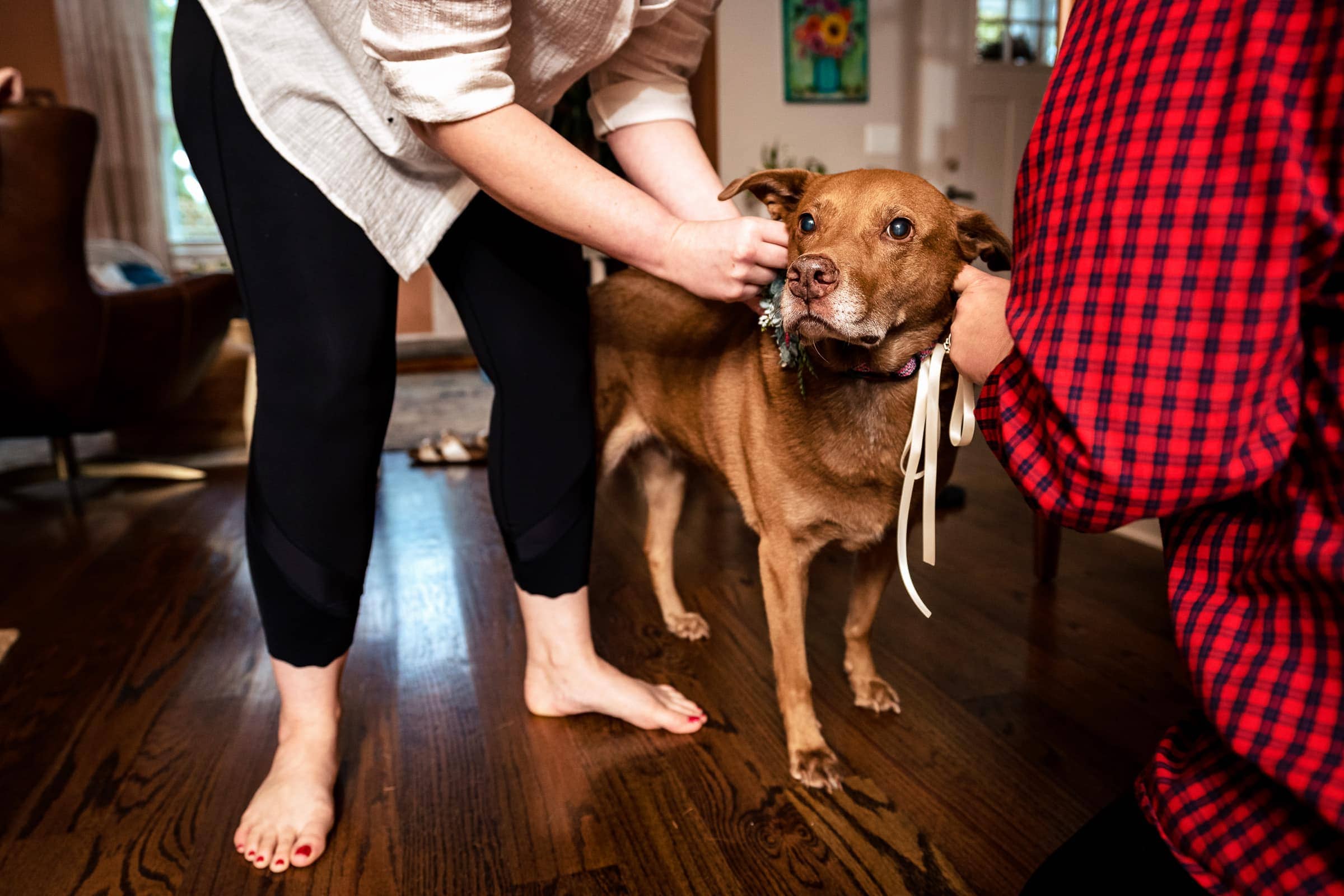 dog of honor getting her floral collar - wedding dog | photos by Kivus & Camera
