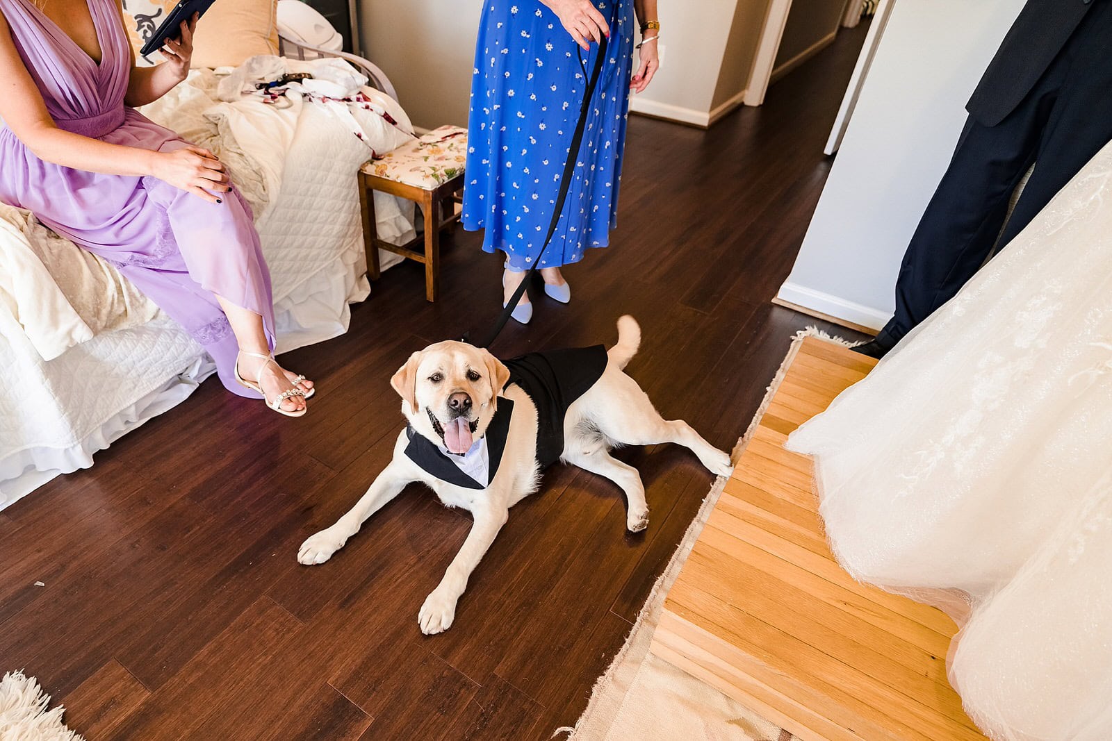 Dog ring bearer at wedding