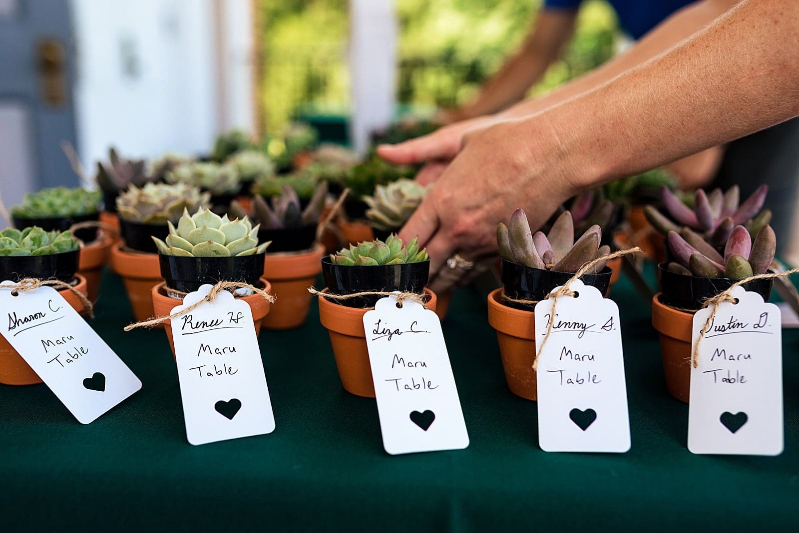 succulents doing double duty as place cards and wedding favors