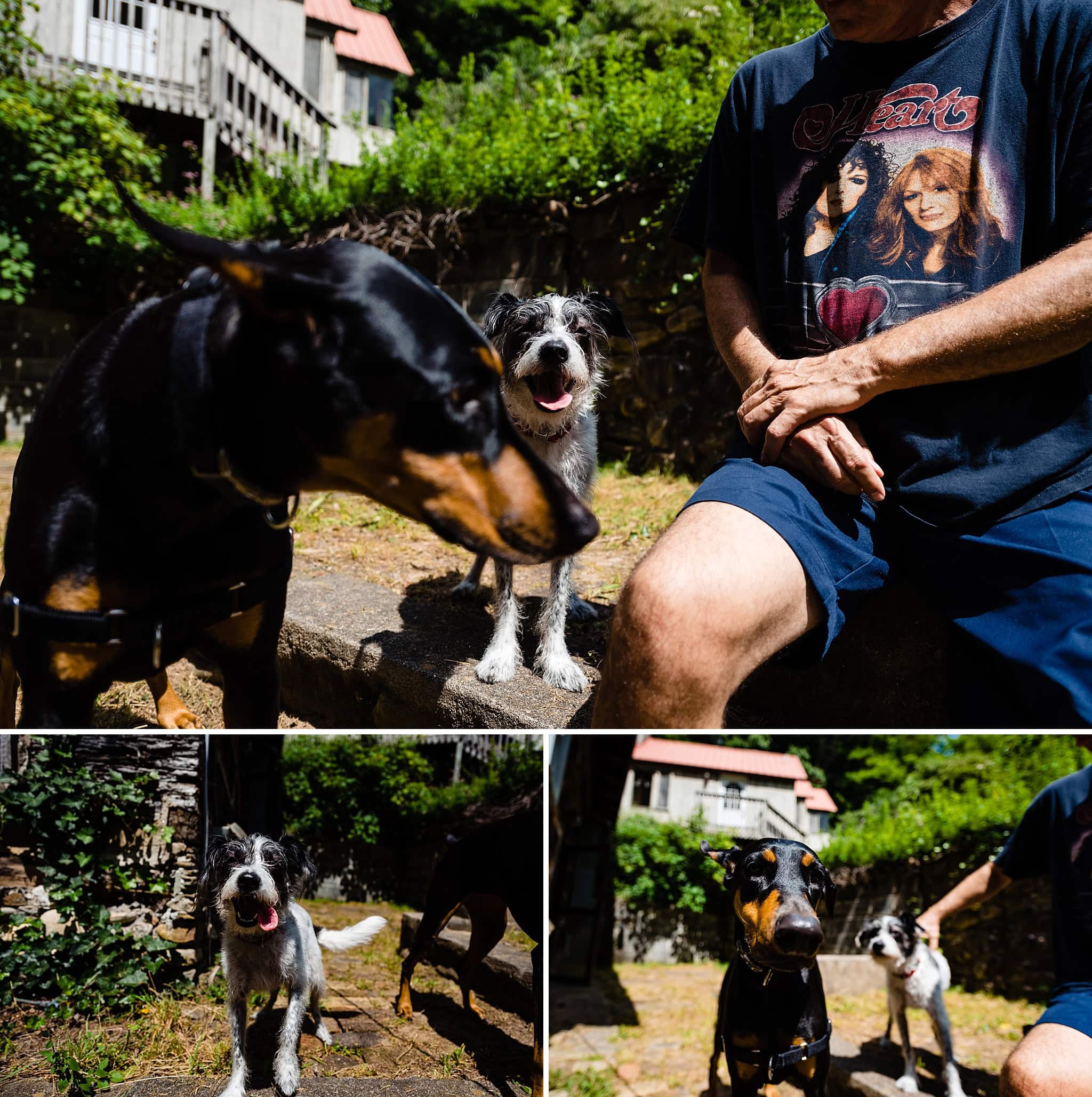 Doggos!!