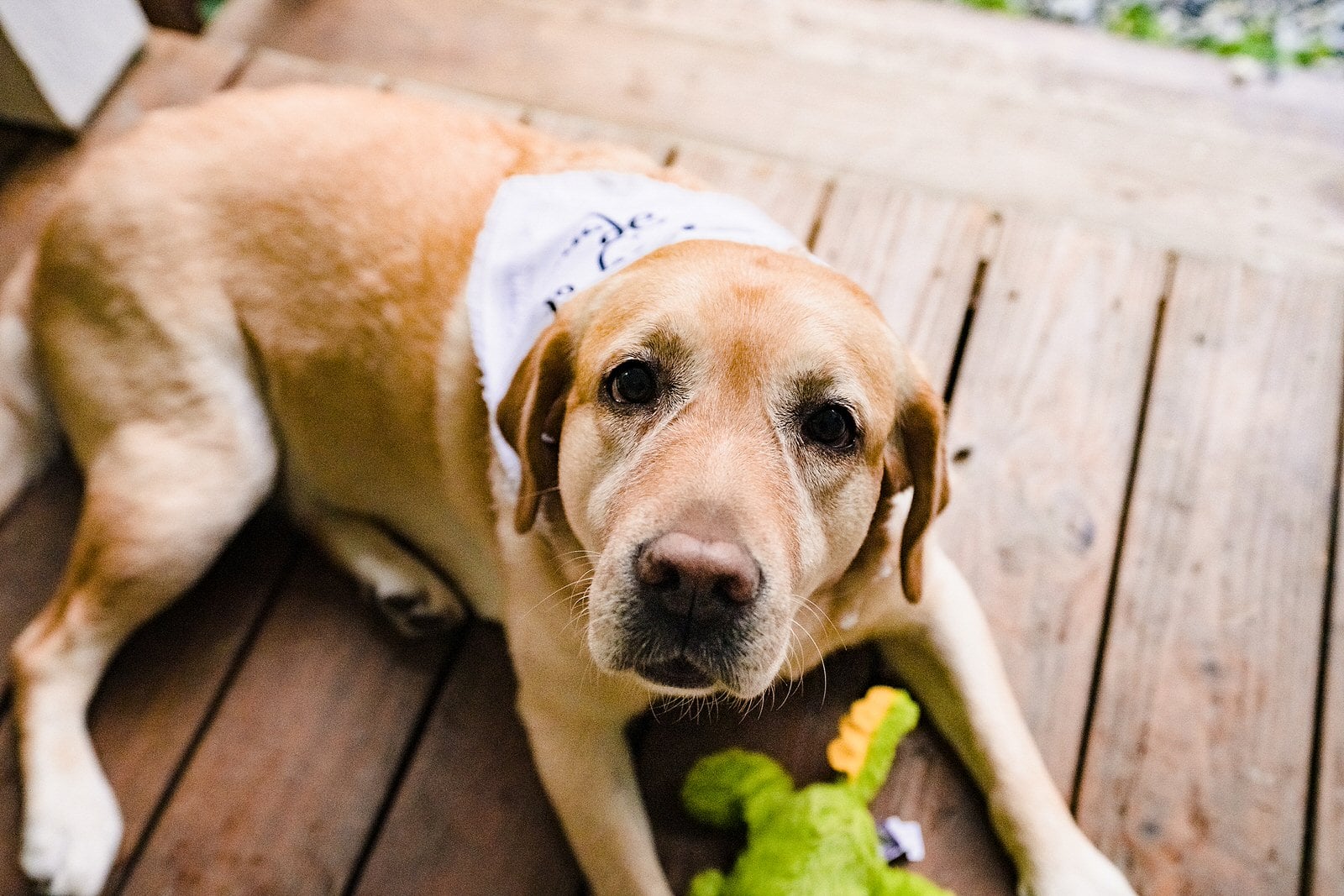 dog of honor looks at the camera