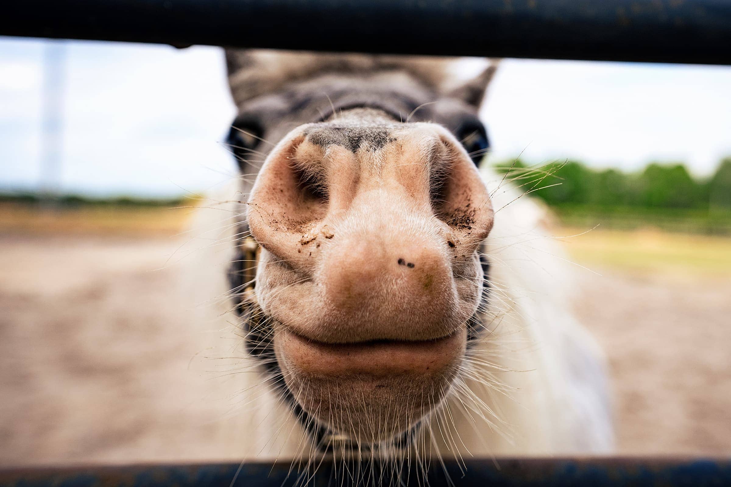 Horses, donkeys, and miniature horses are part of the appeal of this vineyard wedding venue in North Carolina