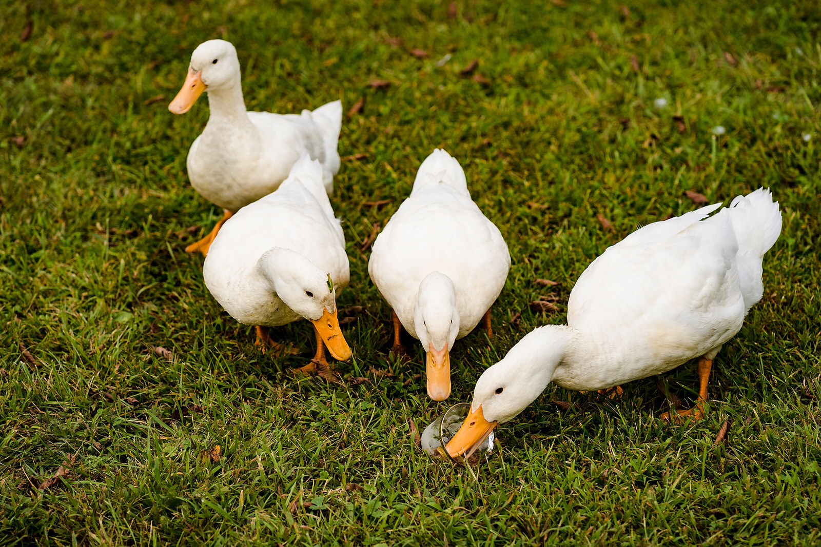 Ducks take advantage of a cocktail set down by a groomsman during portraits