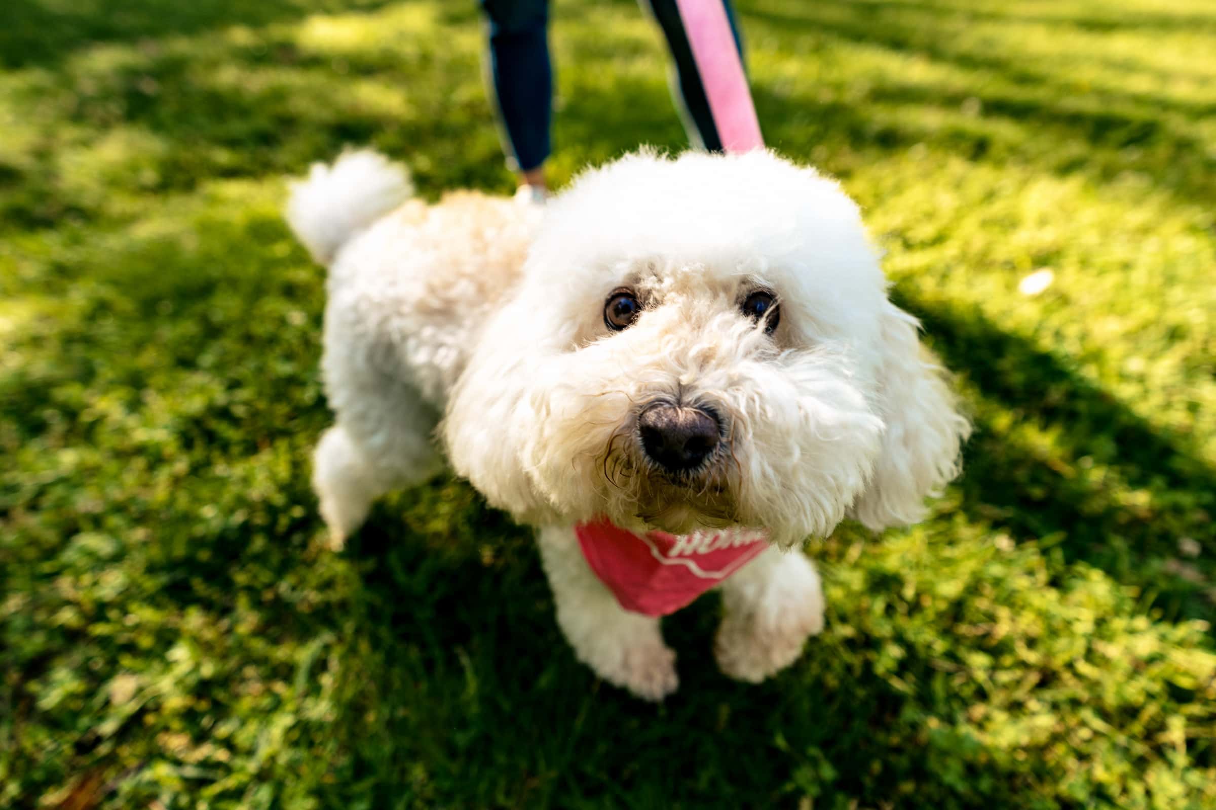 small white dog looks at the camera with her nose almost on the lens