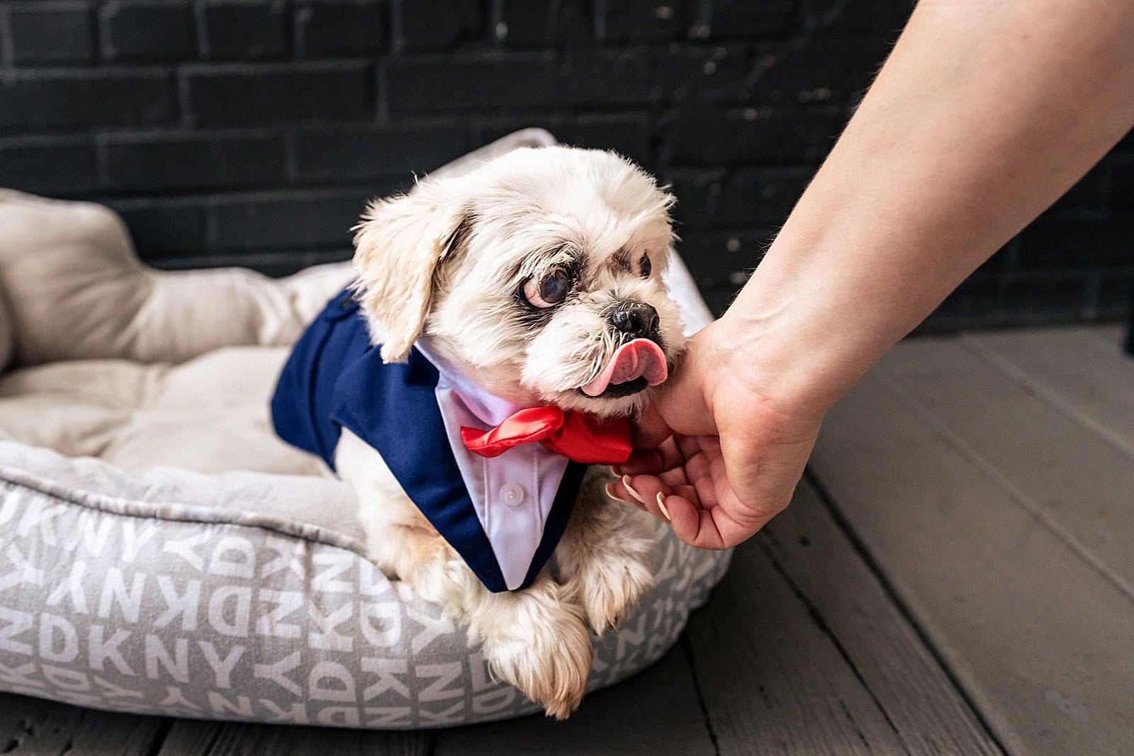 dog of distinction wears a bowtie at this wedding