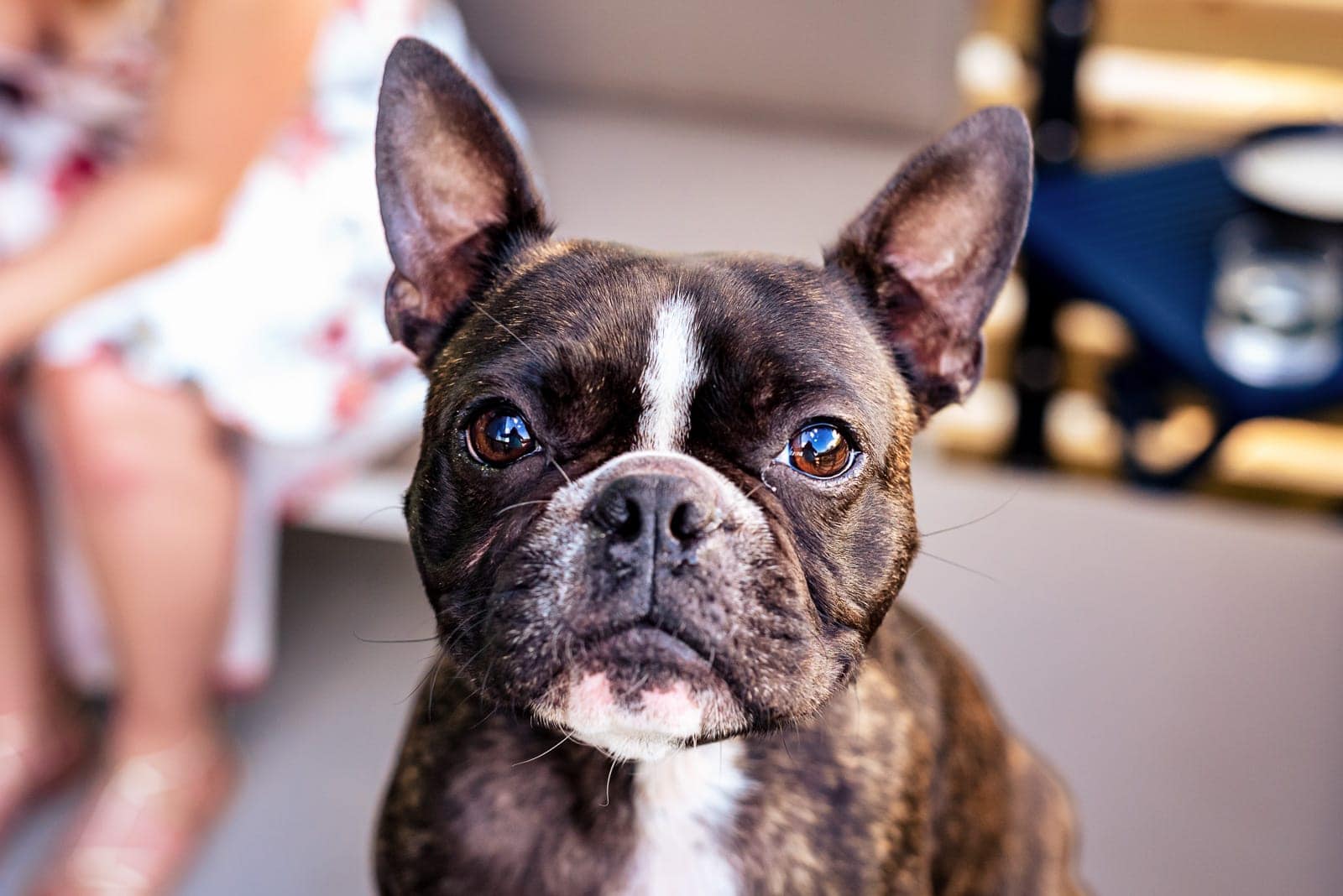 brindle french bulldog looks right at the camera