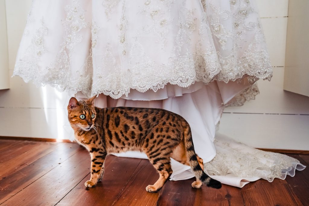 Cat stands in front of a lacy wedding dress - documentary wedding photographer Kivus & Camera